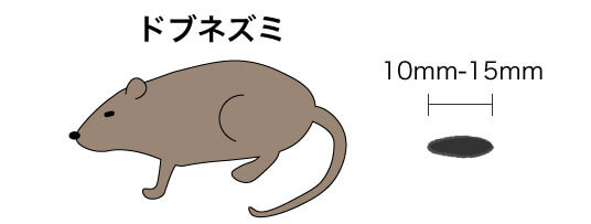 ドブネズミの体とフンの特徴を示す図