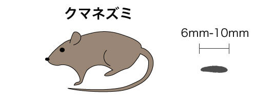 クマネズミの体とフンの特徴を示す図
