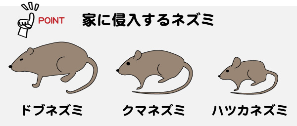 家に侵入する主なネズミ3種類の比較図