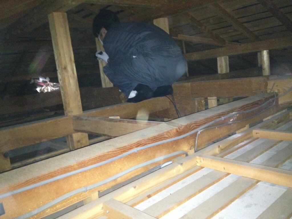 大阪市の戸建て住宅で天井裏を調査するネズミ駆除作業の写真