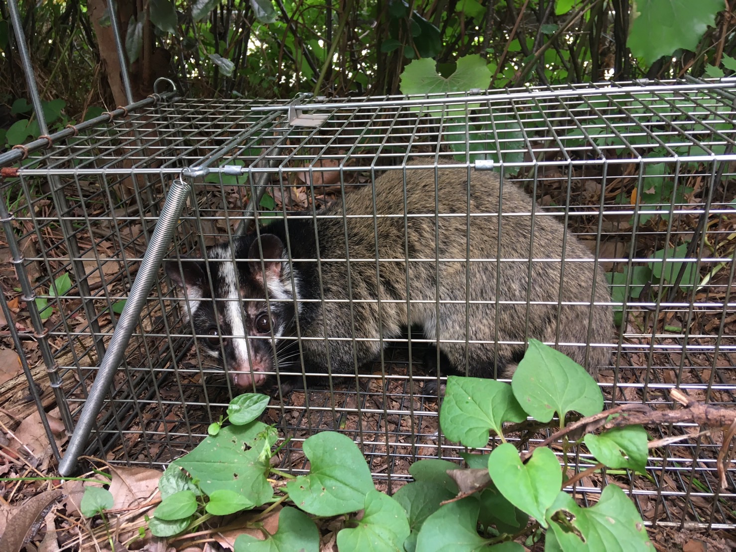 捕獲器に入ったハクビシンの顔と体