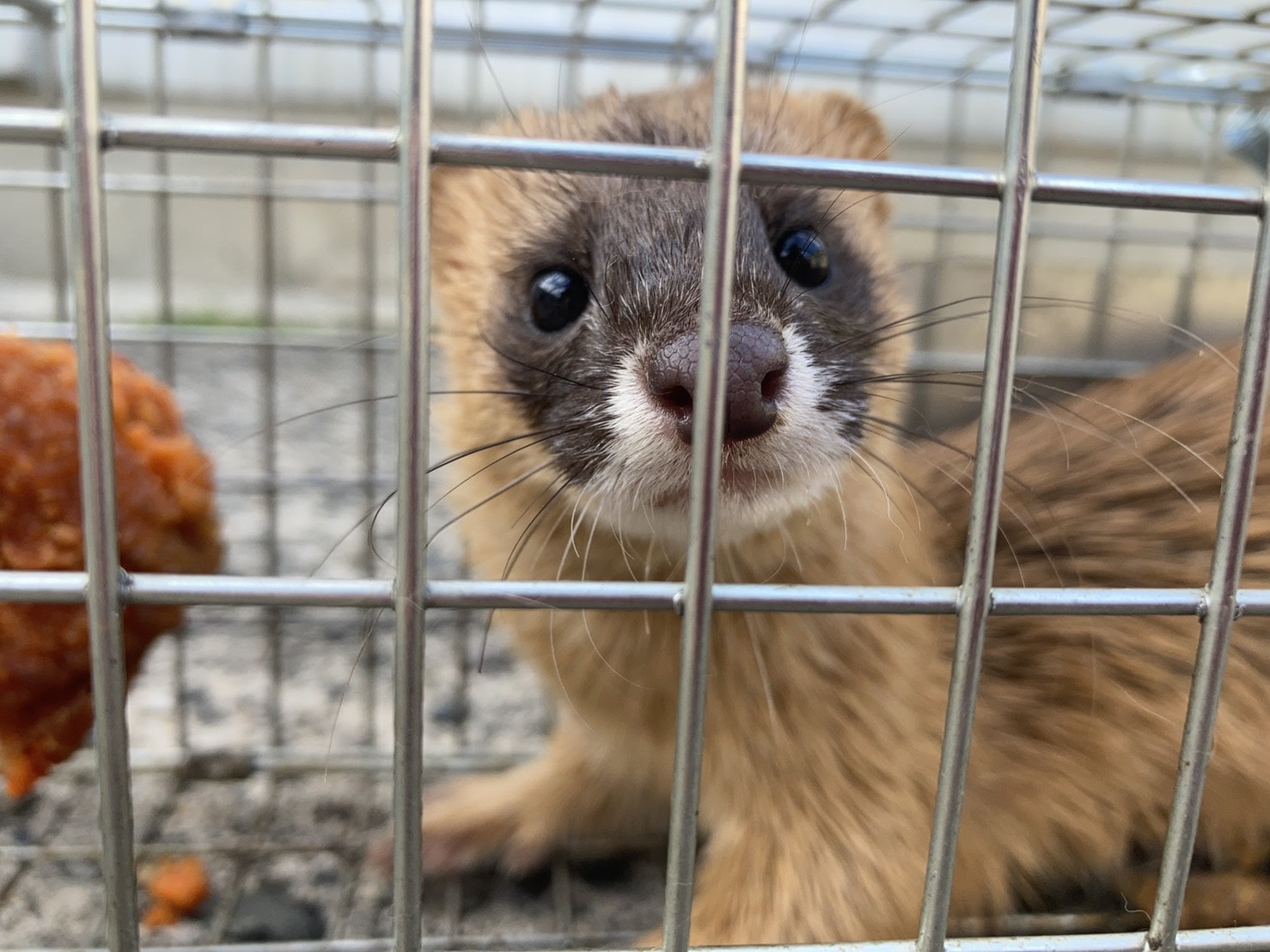 捕獲器に入ったイタチの顔と体